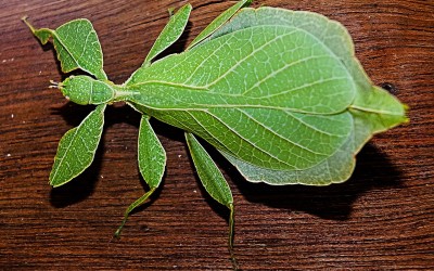 Instituciones apuntan hacia un cambio de paradigma/ Institutions are Signaling the Need for a Paradigm Shift