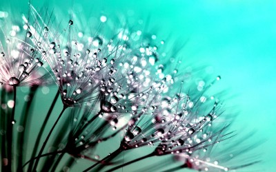 Petición al urgente a Ricardo Villarreal, presidente municipal/Urgent Request to Ricardo Villarreal