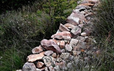 Crece Infraestructura Verde para Cambio Climático/Green Infrastructure Increases in Response to Climate Change