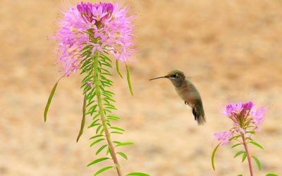 Aves Migratorias Enlazan las Cuencas Laja-Willamette / Migratory Birds Link Laja-Willamette Basins