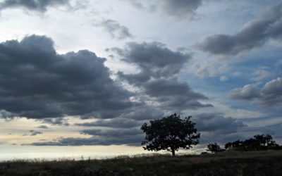 Debemos actuar AHORA/We Must Act NOW!!!! Henry Miller