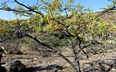 Foro sobre Turismo Sustentable/Sustainable Tourism Forum