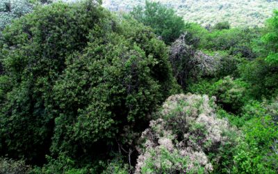 Propuestas para el nuevo gobierno/Proposals for the next government