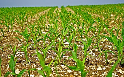 Reportaje especial: ¿La Agricultura es la Solución?