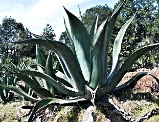 Plan de Acción Climática de SMA